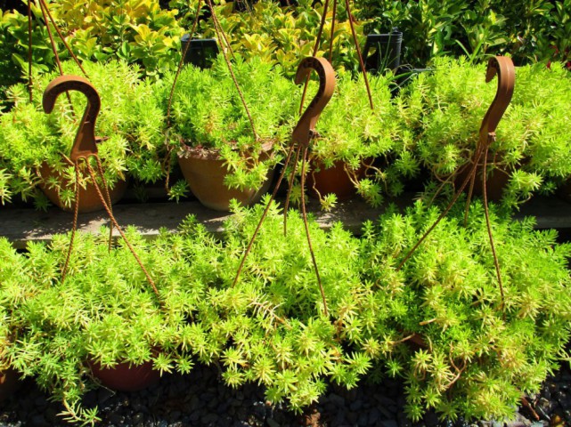 Sarı Sedum - Stonecrop Askılı Saksıda 3 Adet