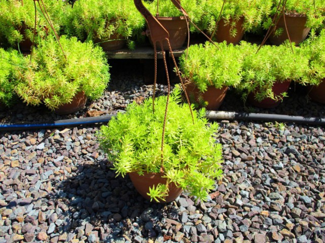 Sarı Sedum - Stonecrop Askılı Saksıda 5 Adet Sarı Sedum - Stonecrop Askılı Saksıda 5 Adet