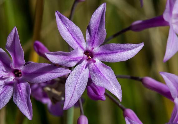Sarımsak Çiçeği - Sosyete Sarımsağı 3'lü Set