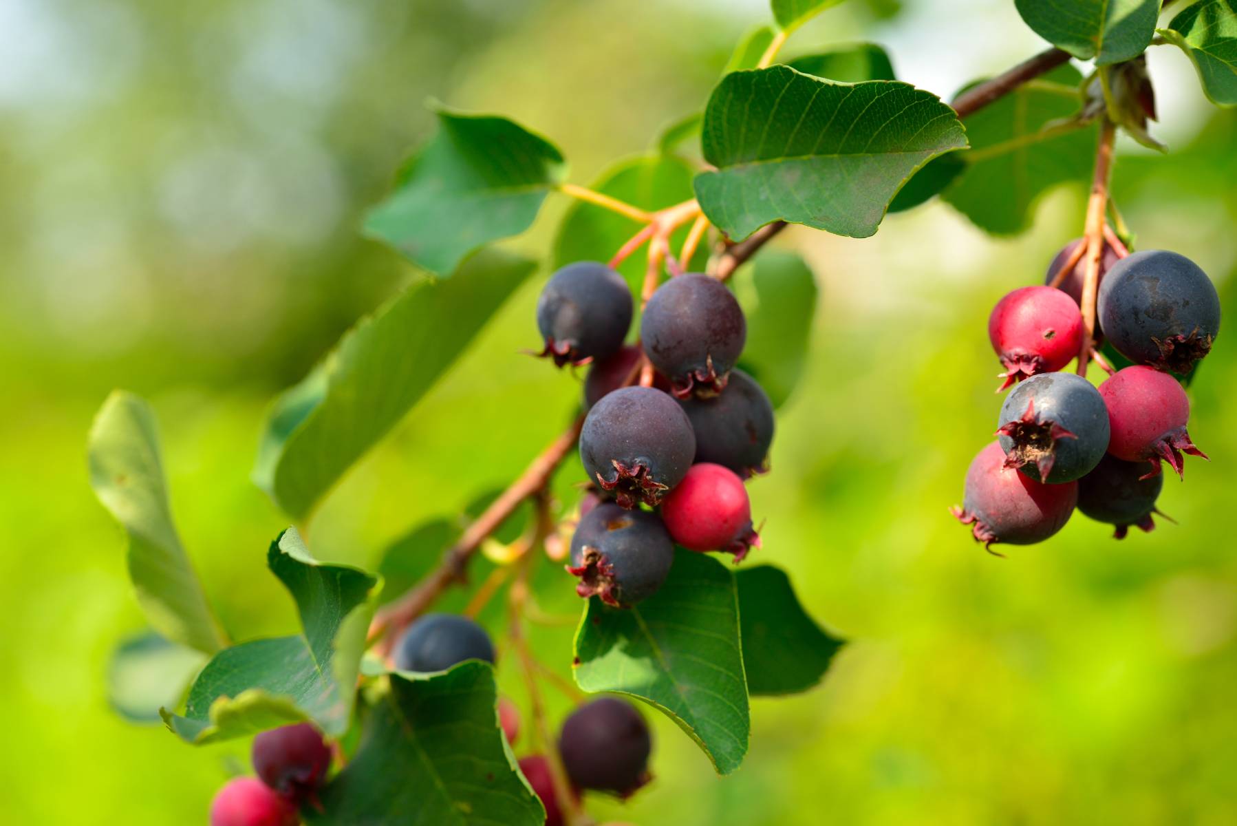Saskaton (Saskatoon Berry) Fidanı – 3 Adet Canlı Meyve Fidanı Saskaton (Saskatoon Berry) Fidanı – 3 Adet Canlı Meyve Fidanı