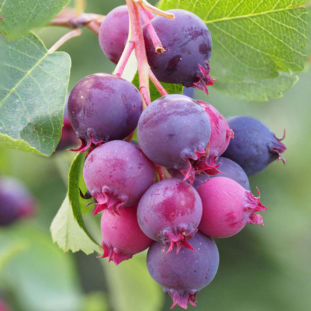 Saskaton (Saskatoon Berry) Fidanı – 3 Adet Canlı Meyve Fidanı Saskaton (Saskatoon Berry) Fidanı – 3 Adet Canlı Meyve Fidanı