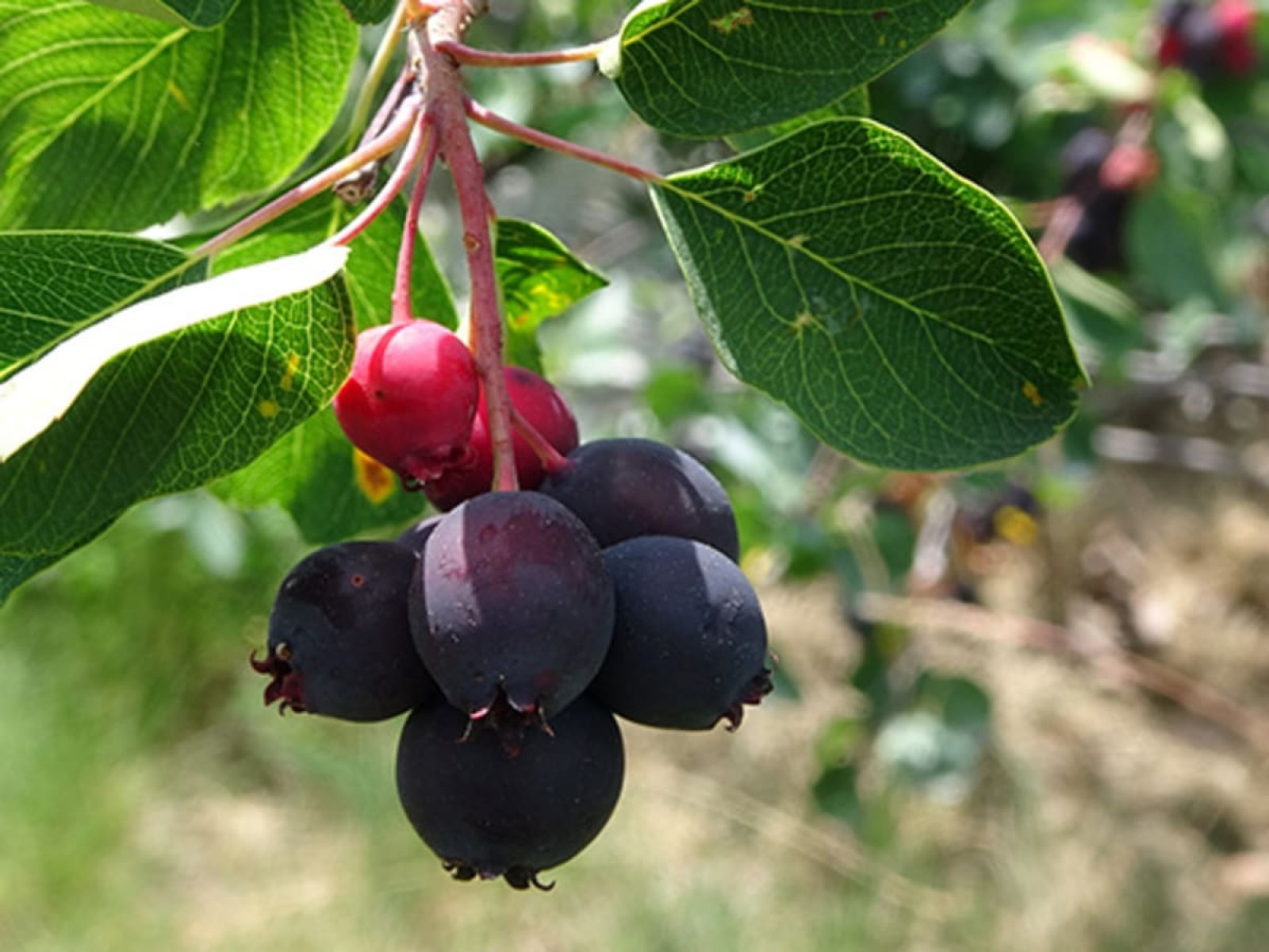 Saskaton (Saskatoon Berry) Fidanı – 3 Adet Canlı Meyve Fidanı Saskaton (Saskatoon Berry) Fidanı – 3 Adet Canlı Meyve Fidanı