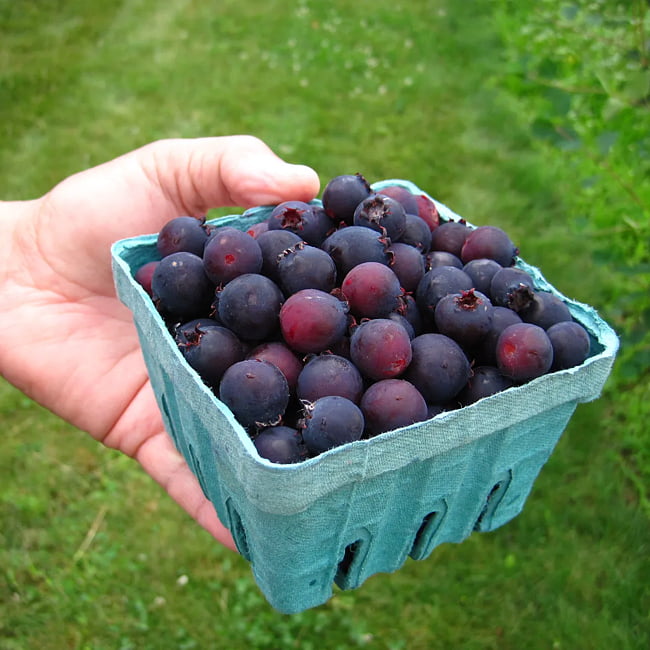 Saskaton (Saskatoon Berry) Fidanı – 3 Adet Canlı Meyve Fidanı Saskaton (Saskatoon Berry) Fidanı – 3 Adet Canlı Meyve Fidanı