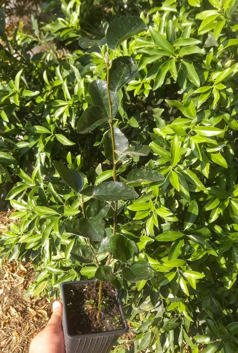 Saskaton (Saskatoon Berry) Fidanı – 3 Adet Canlı Meyve Fidanı Saskaton (Saskatoon Berry) Fidanı – 3 Adet Canlı Meyve Fidanı