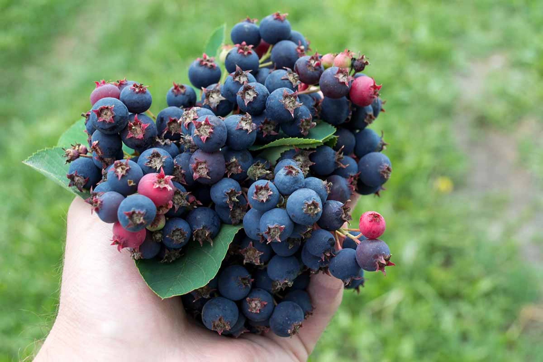 Saskaton Berry Fidanı
