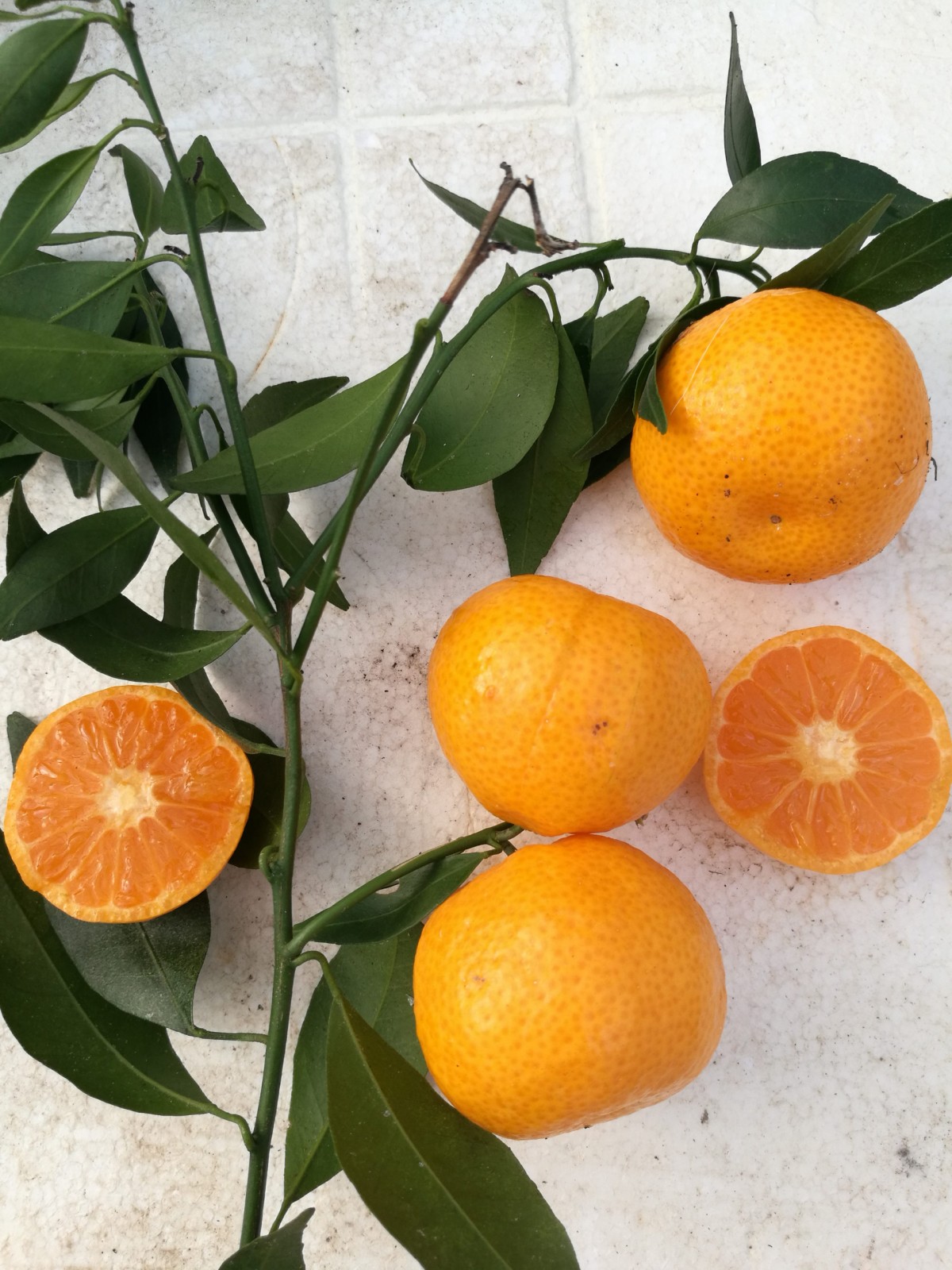 Satsuma Mandalina Fidanı 2 Adet 3 Yaş Tüplü ve Aşılı Satsuma Mandalina Fidanı 2 Adet 3 Yaş Tüplü ve Aşılı