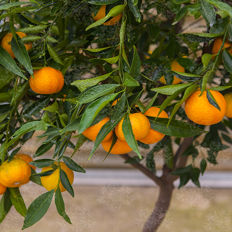 Satsuma Mandalina Fidanı 3 Yaş Tüplü ve Aşılı
