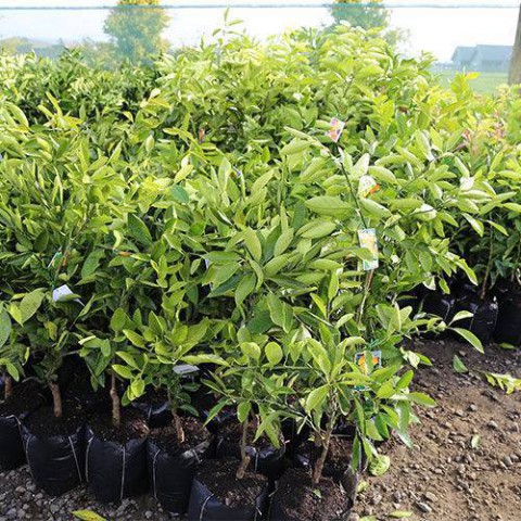 Satsuma Mandalina Fidanı 3 Yaş Tüplü ve Aşılı