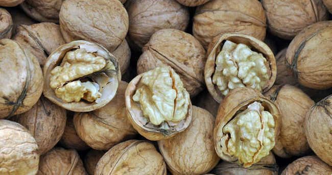 Şebin Ceviz Fidanı 3 Yaş Tüplü ve Aşılı Şebin Ceviz Fidanı 3 Yaş Tüplü ve Aşılı