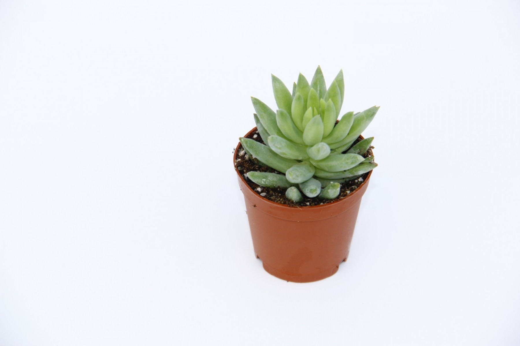 Sedum Nicaeensis Sukulent 20 Adet