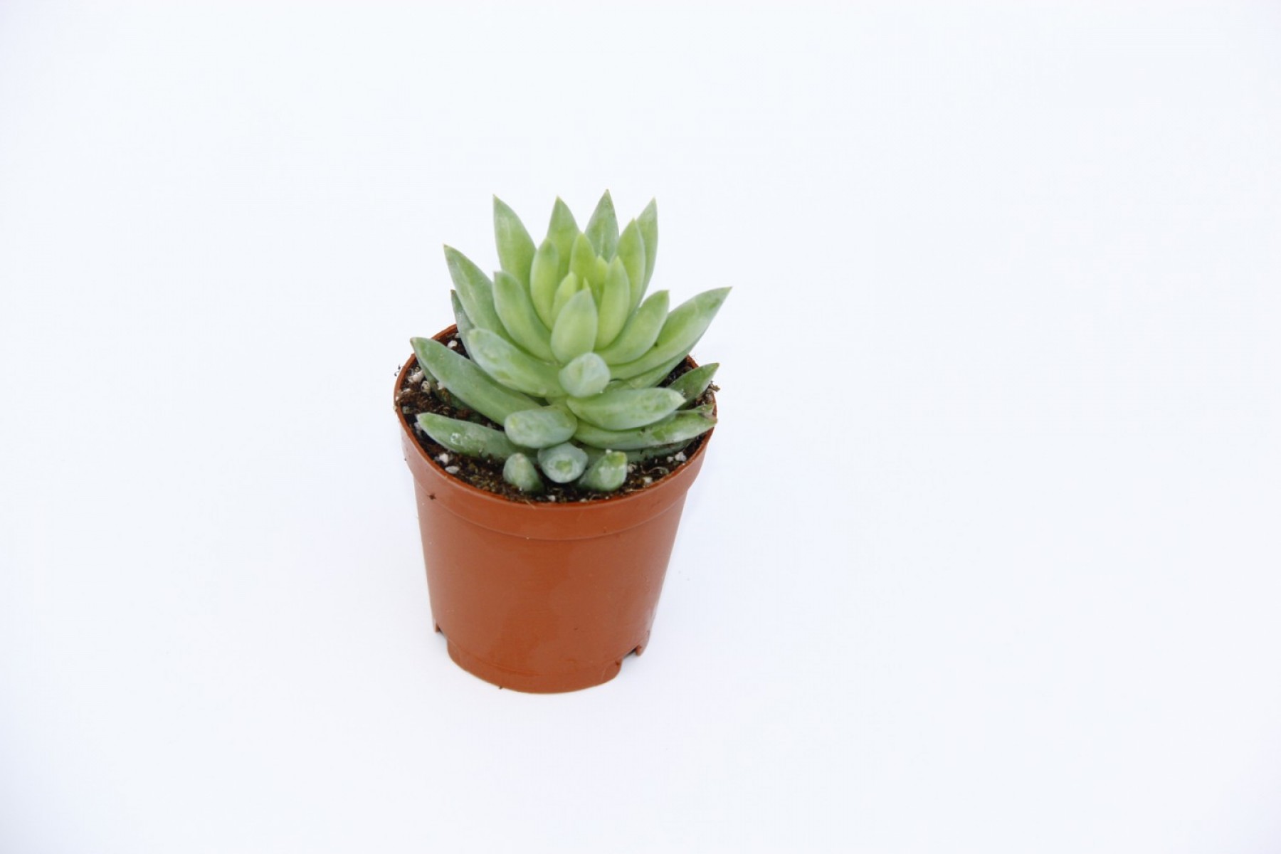 Sedum Nicaeensis Sukulent 5 Adet