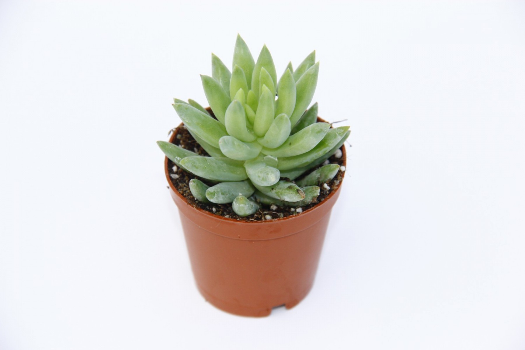 Sedum Nicaeensis Sukulent 5 Adet