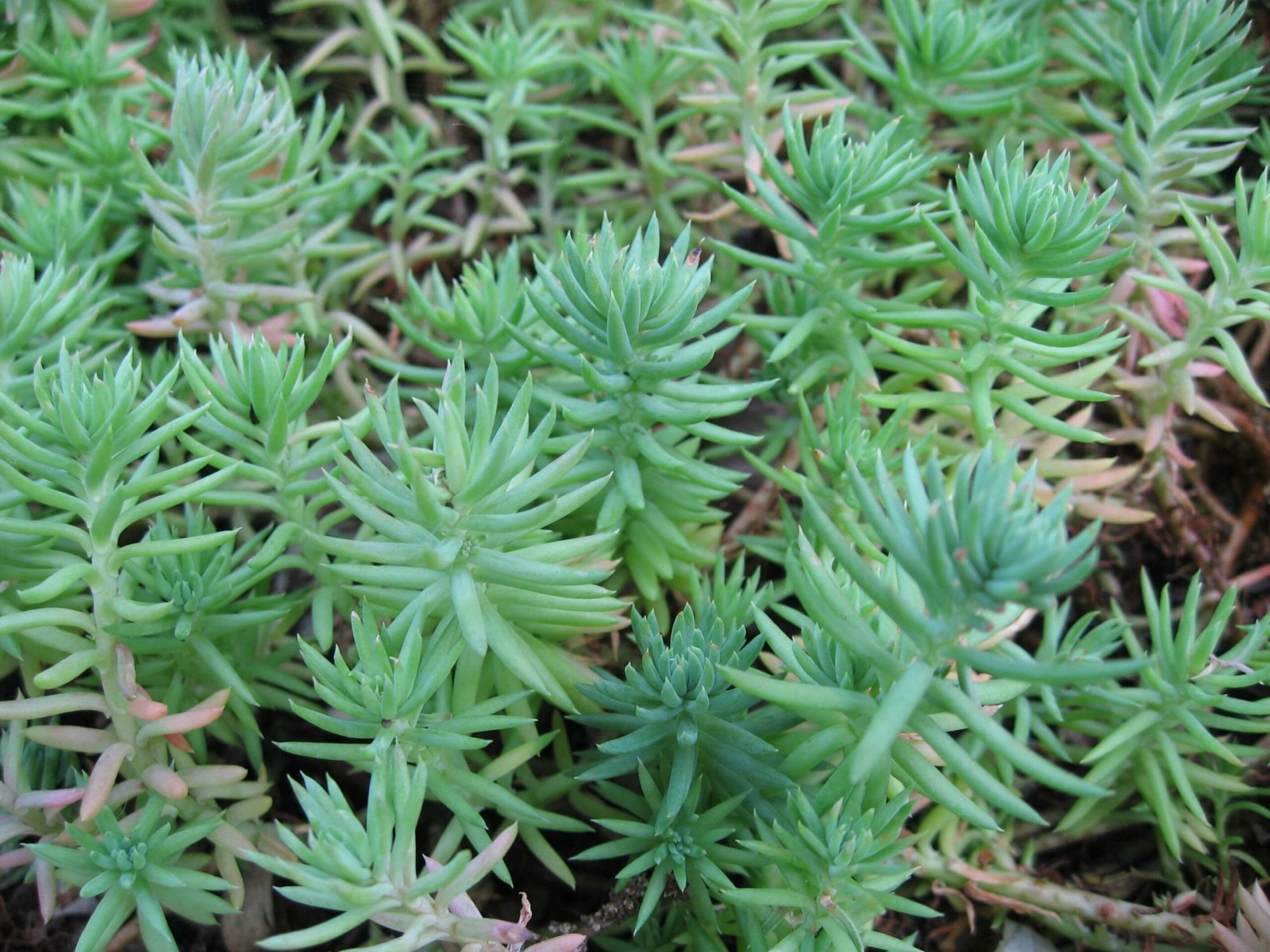 Sedum  Reflexum Dam Koruğu – Yer Örtücü-Yayılıcı Bitki 135 Adet
