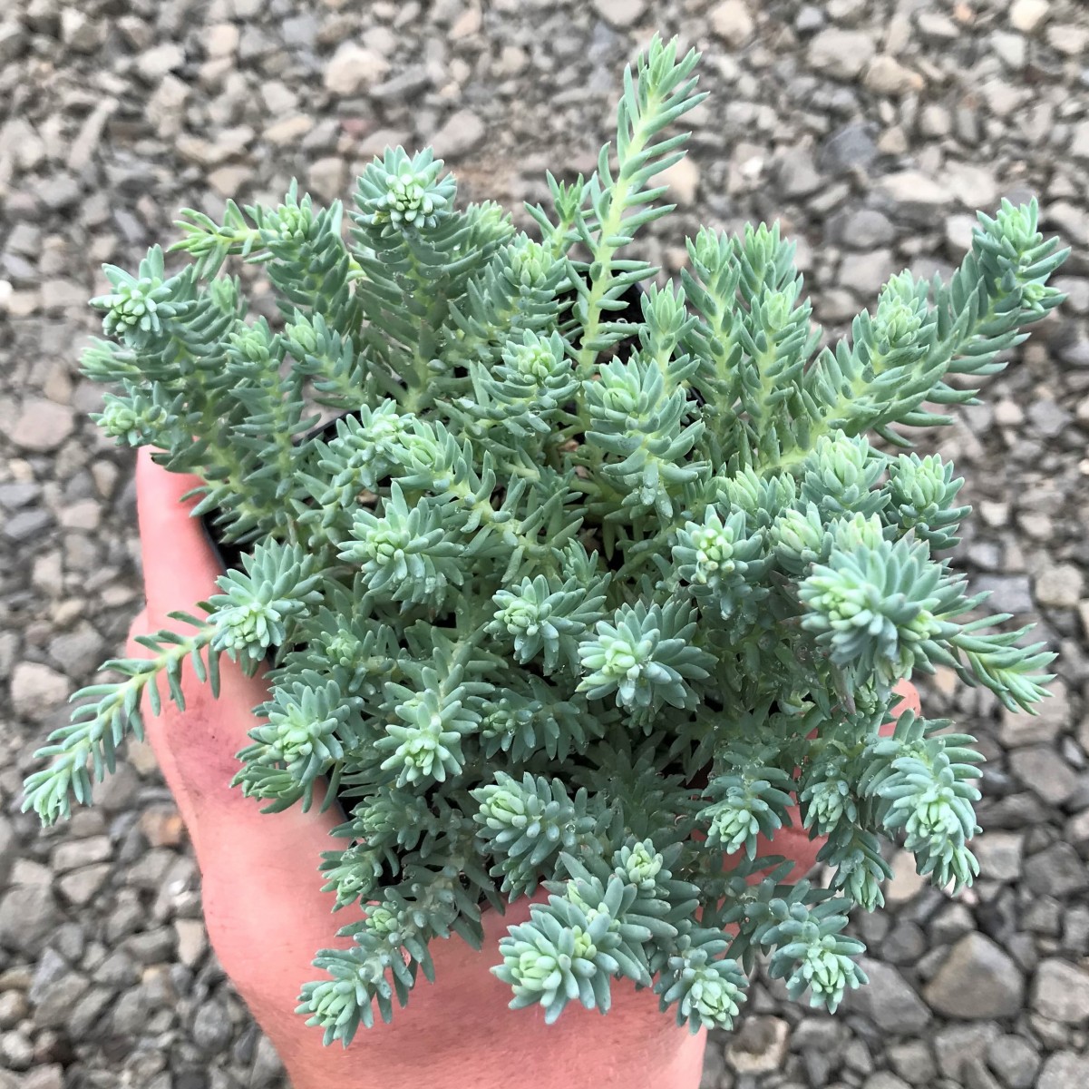 Sedum  Reflexum Dam Koruğu – Yer Örtücü-Yayılıcı Bitki 135 Adet