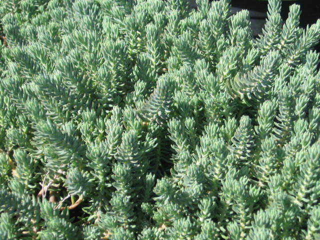 Sedum Reflexum Yer  Örtücü Bitki 90 Adet