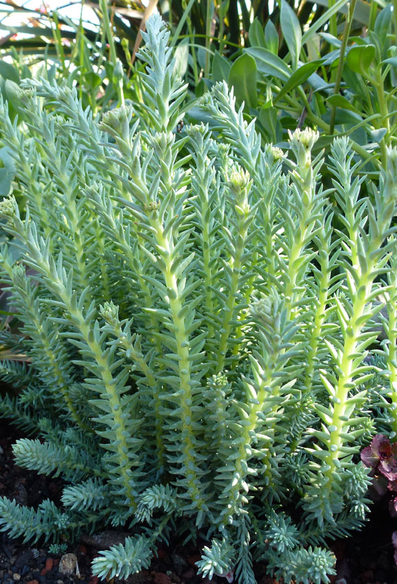 Sedum Reflexum Yer Örtücü Bitki 90 Adet Sedum Reflexum Yer Örtücü Bitki 90 Adet