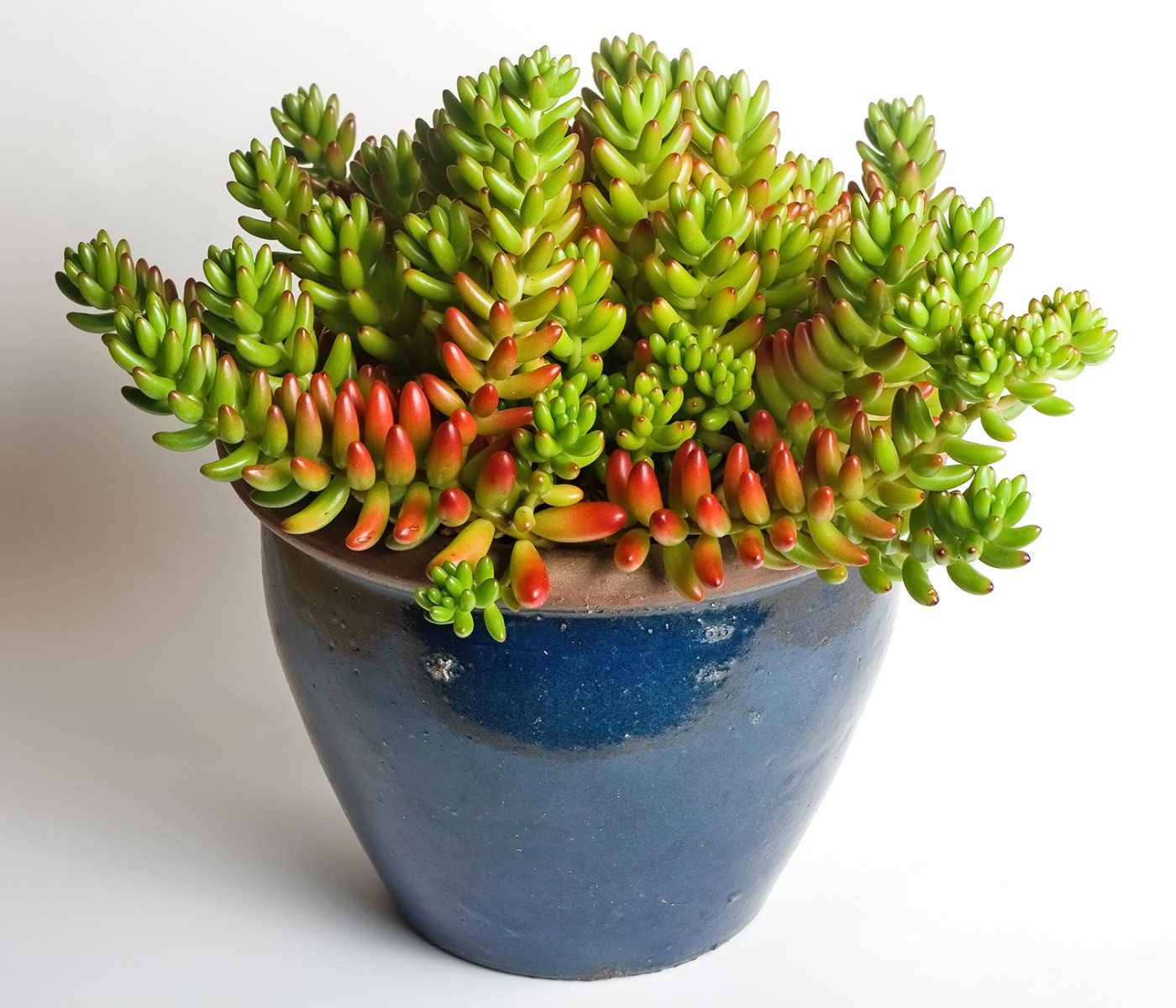 Sedum rubrotinctum – Jelibon Sukulent  180 Adet