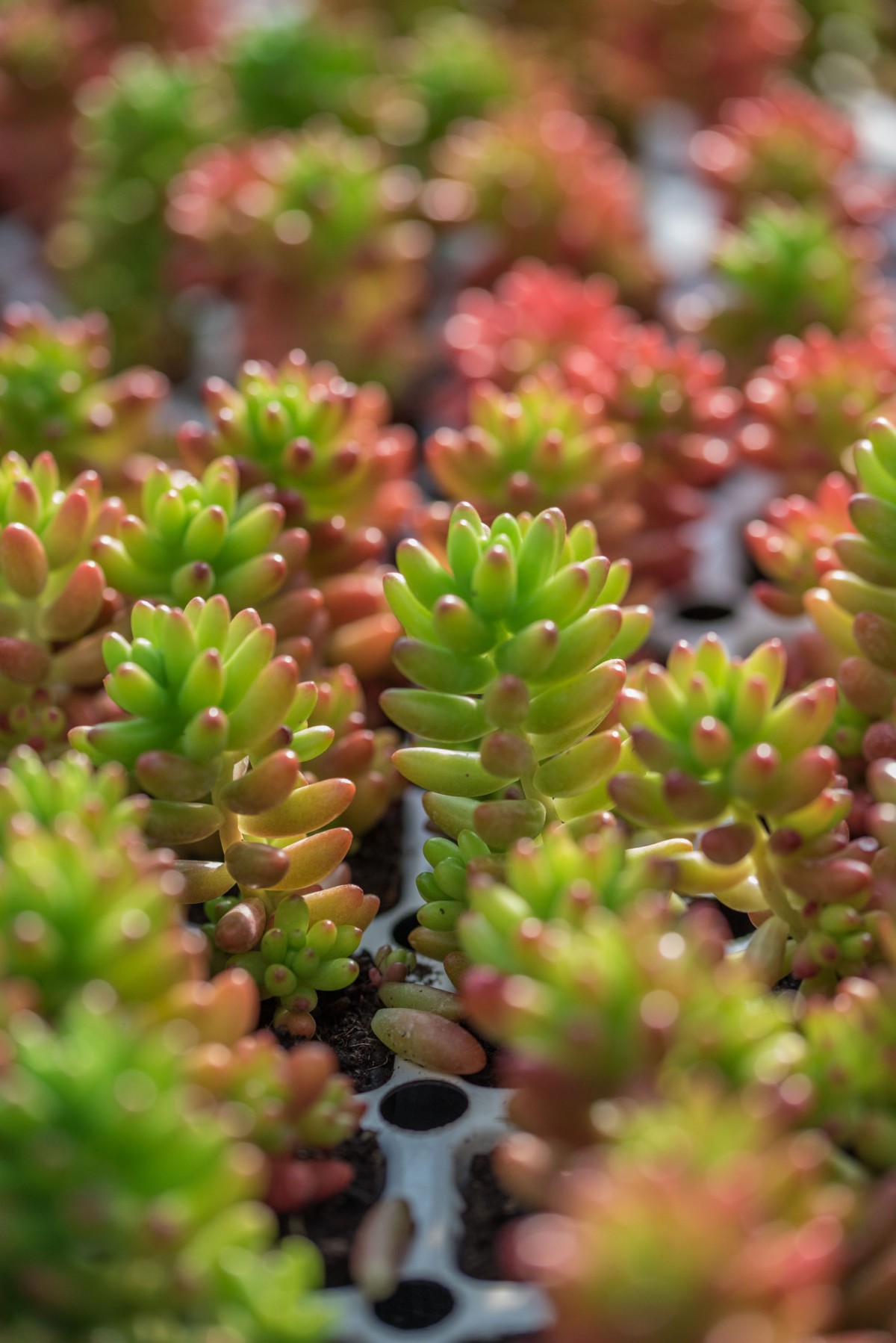 Sedum rubrotinctum – Jelibon Sukulent 45 Adet Sedum rubrotinctum – Jelibon Sukulent 45 Adet
