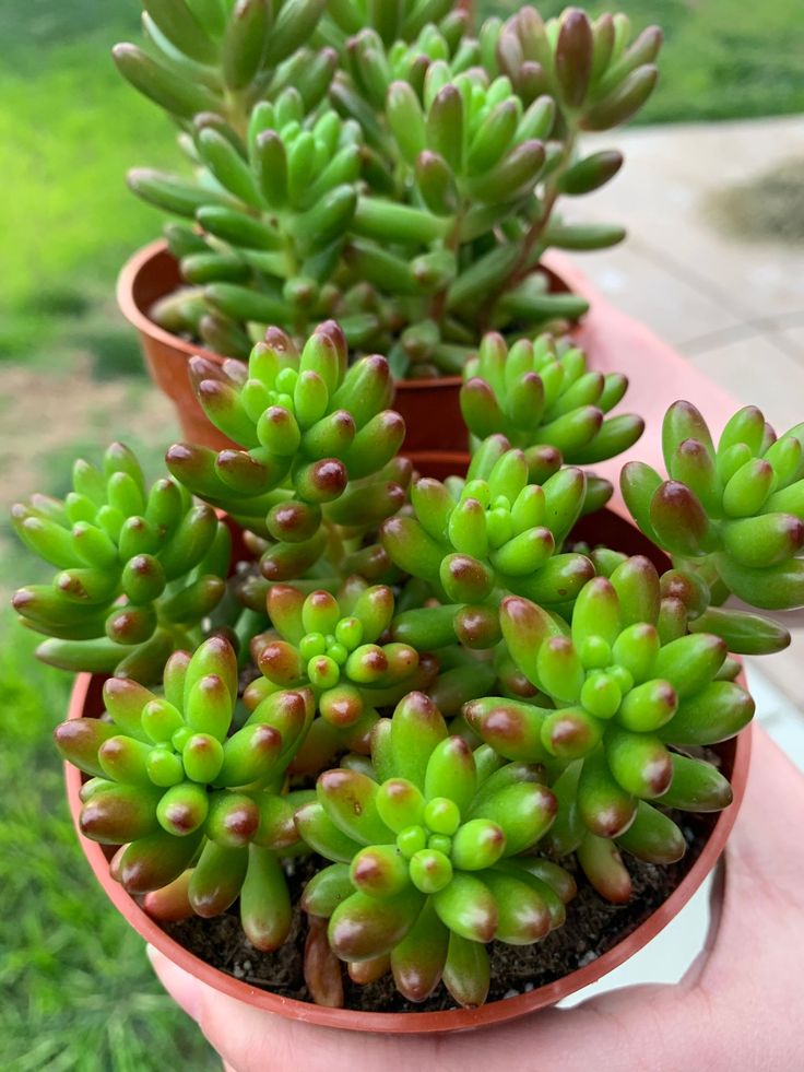 Sedum rubrotinctum – Jelibon Sukulent 45 Adet Sedum rubrotinctum – Jelibon Sukulent 45 Adet