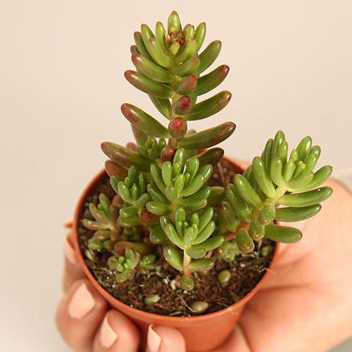 Sedum rubrotinctum – Jelibon Sukulent  90 Adet