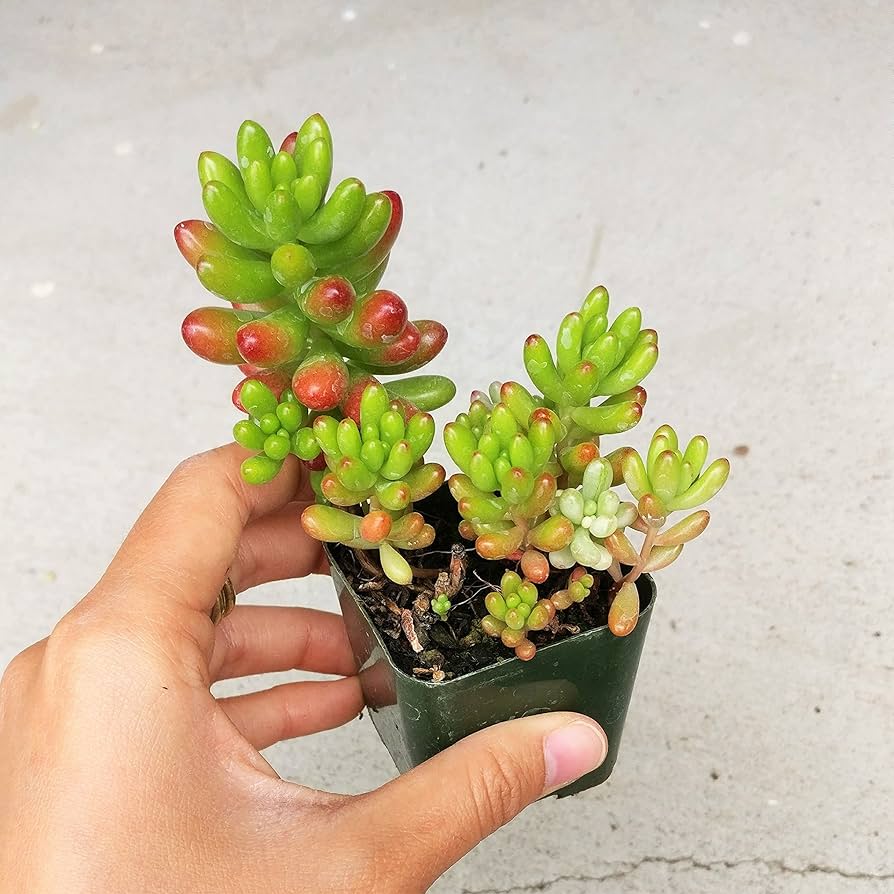 Sedum rubrotinctum – Jelibon Sukulent  90 Adet