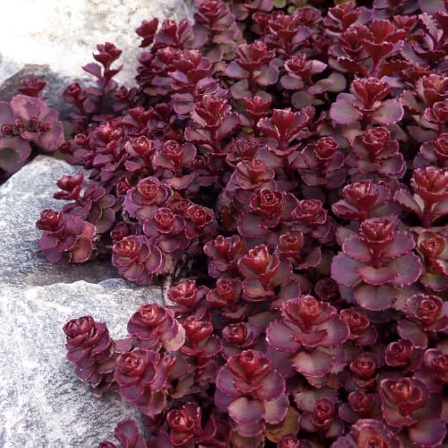 Sedum Vodoo Kırmızı Dam Koruğu – Yer Örtücü Yayılıcı Bitki 90 Adet