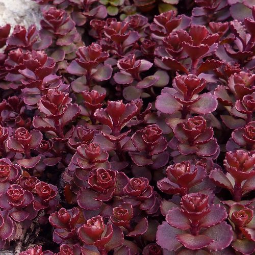 Sedum Vodoo Kırmızı Dam Koruğu – Yer Örtücü Yayılıcı Bitki 90 Adet