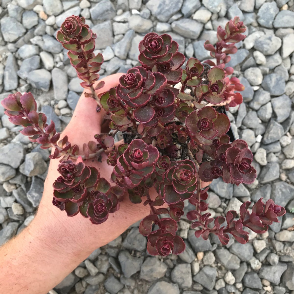 Sedum Vodoo Kırmızı Dam Koruğu – Yer Örtücü Yayılıcı Bitki 90 Adet