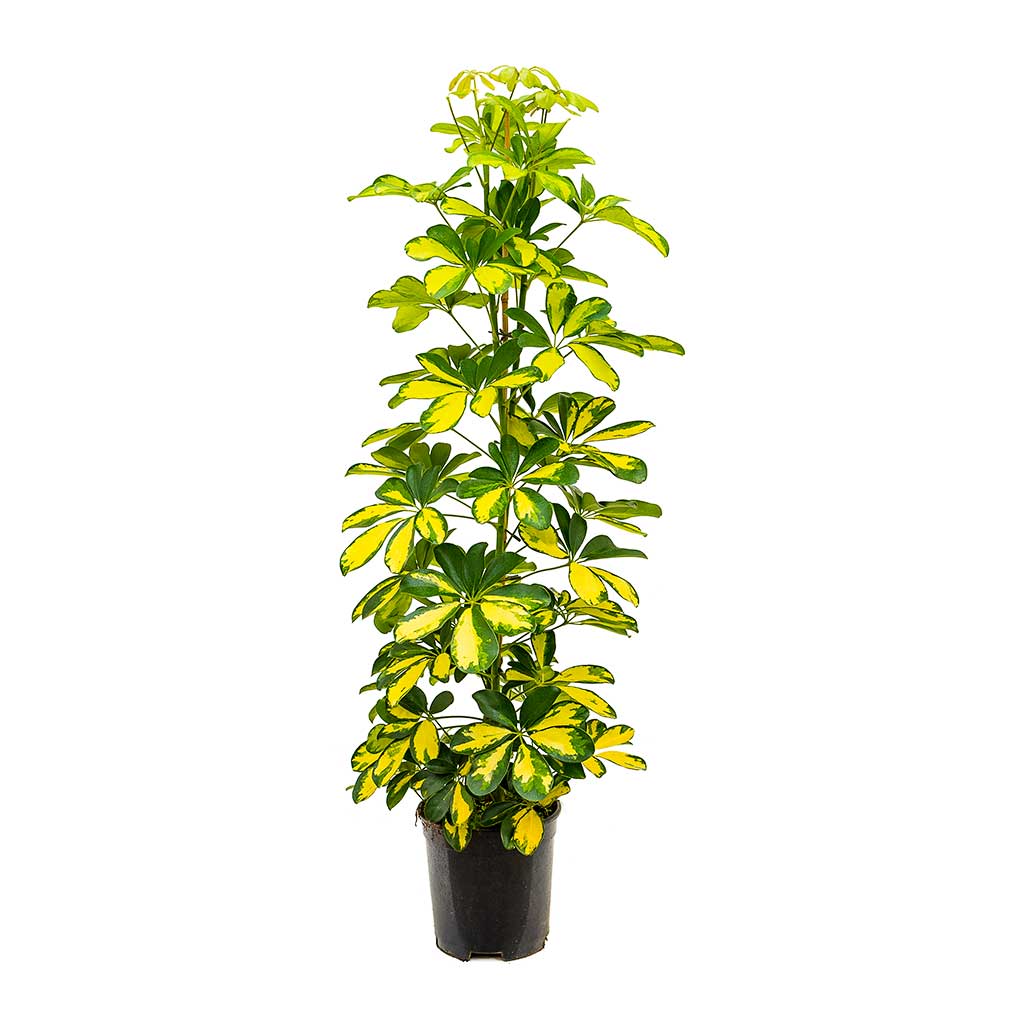 Şeflera( Alacalı ) – Şemsiye Ağacı 60-80 cm