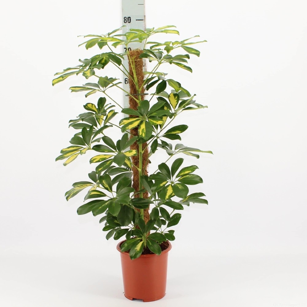 Şeflera( Alacalı ) – Şemsiye Ağacı 60-80 cm Şeflera( Alacalı ) – Şemsiye Ağacı 60-80 cm