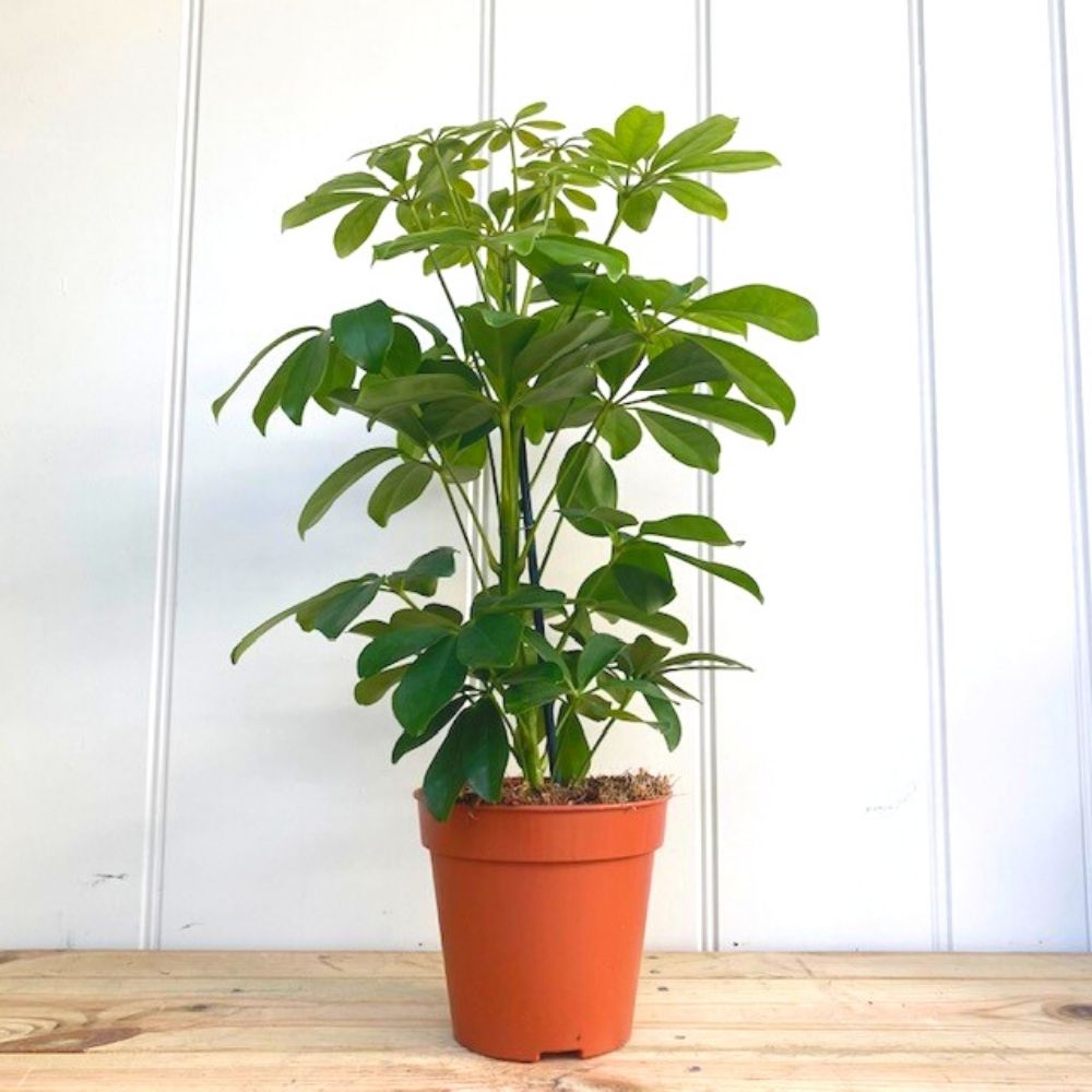 Şeflera – Şemsiye Ağacı 20-40 cm