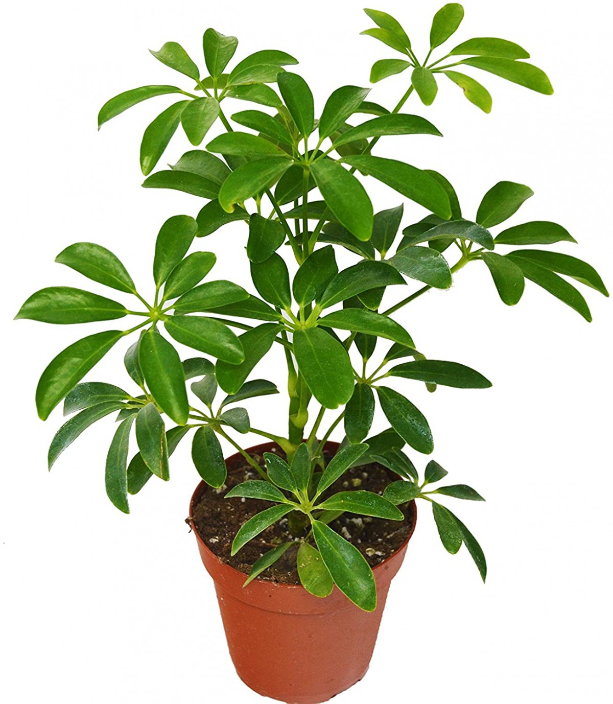 Şeflera – Şemsiye Ağacı 20-40 cm Şeflera – Şemsiye Ağacı 20-40 cm