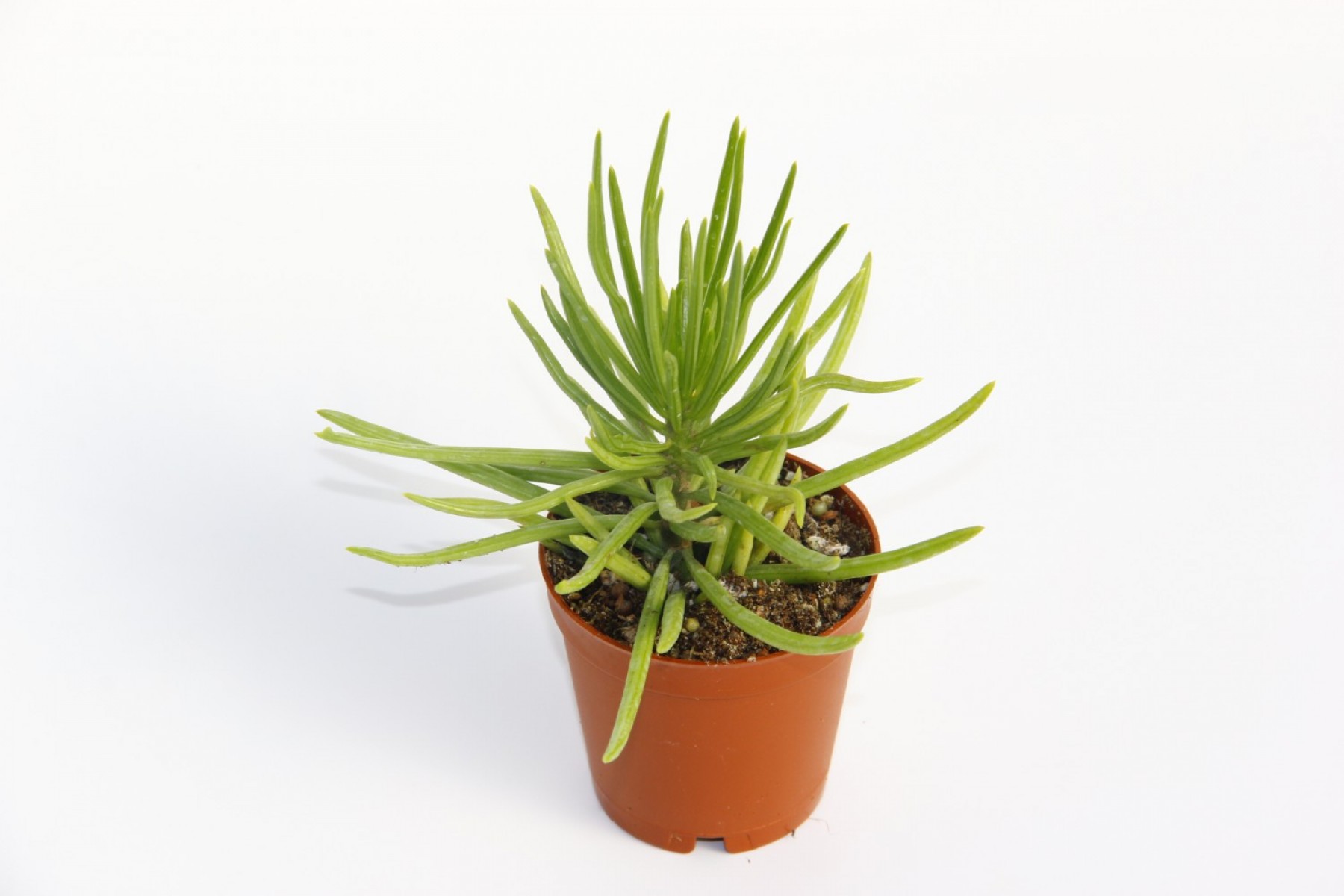 Senecio Barbertonicus Himalaya Sukulent - 10 Adet