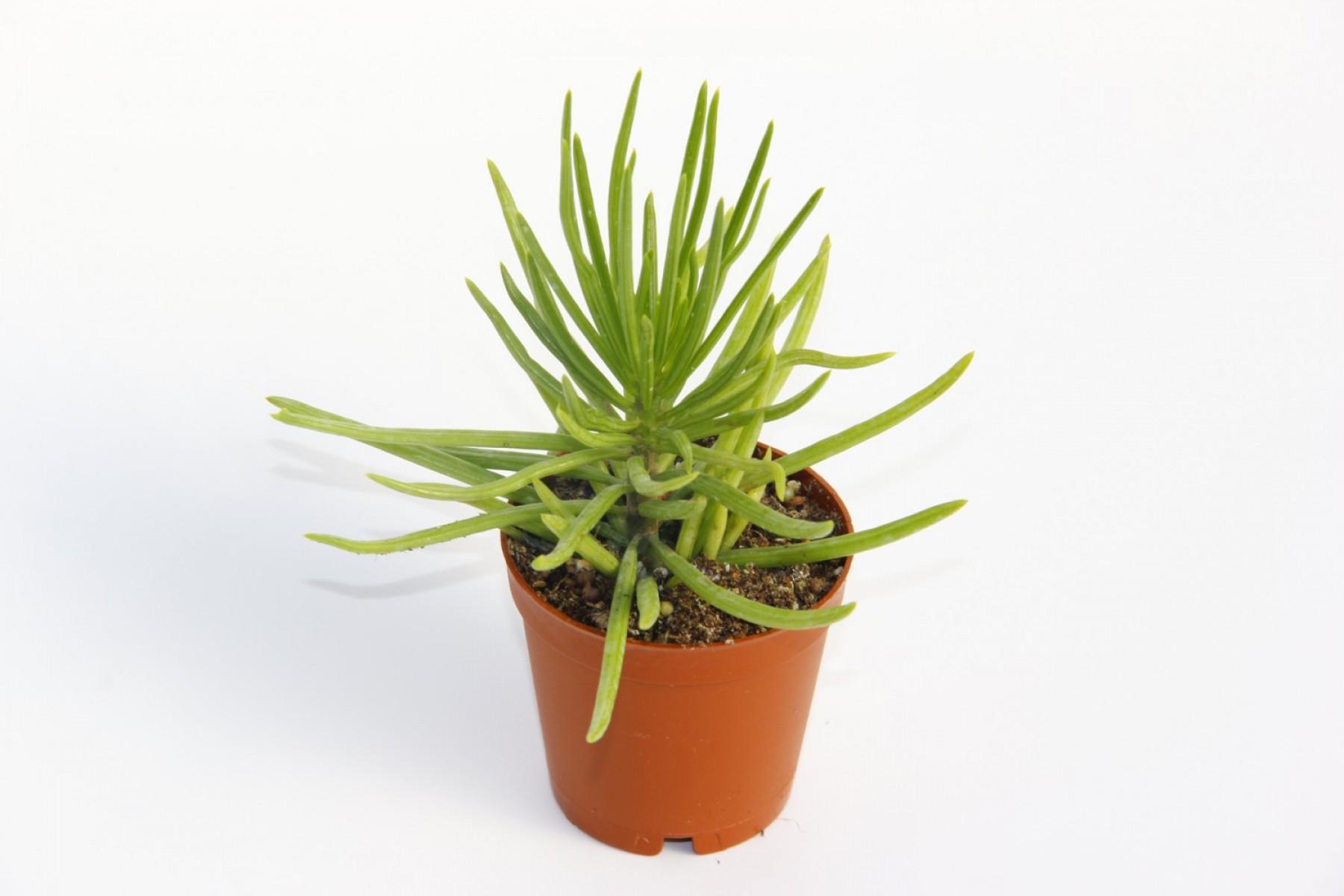 Senecio Barbertonicus Himalaya Sukulent - 10 Adet