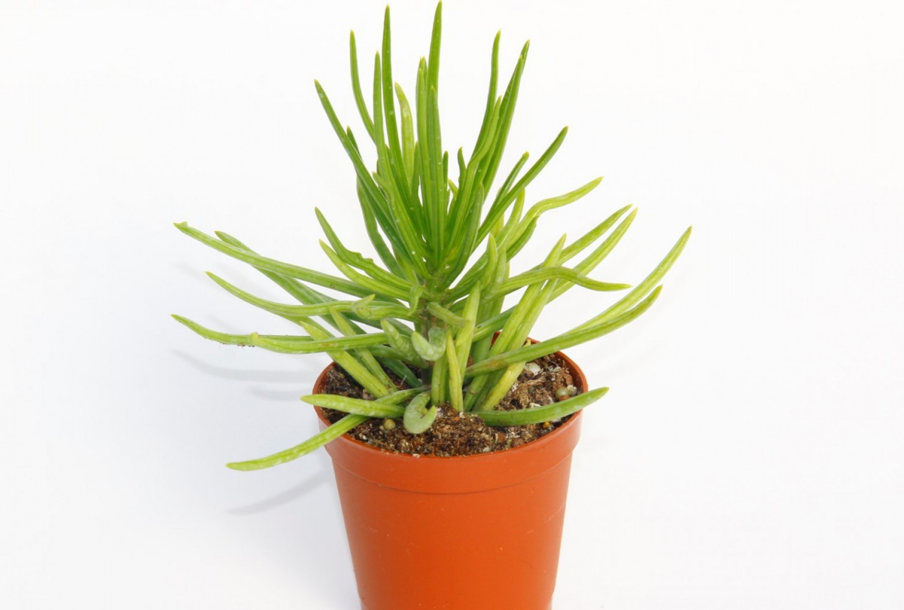Senecio Barbertonicus Himalaya Sukulent - 5 Adet