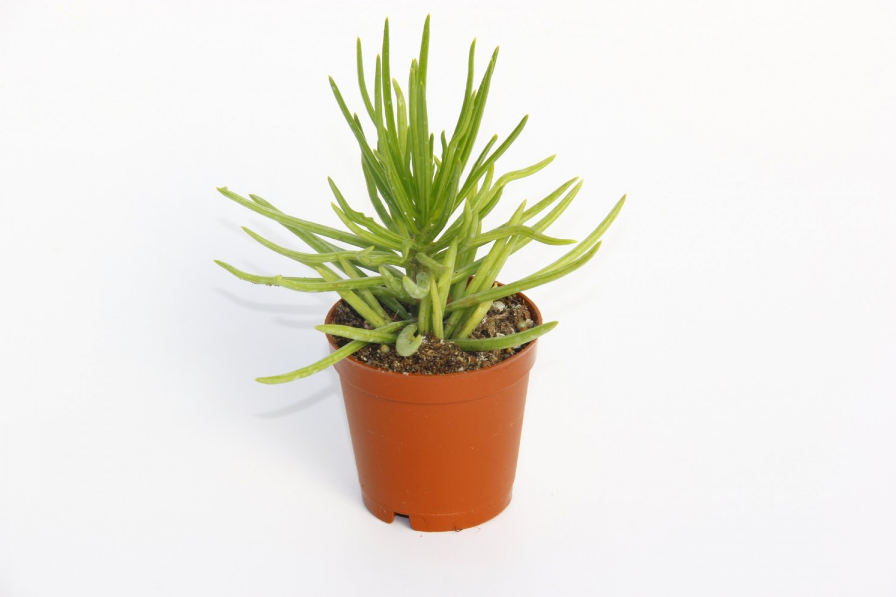 Senecio Barbertonicus Himalaya Sukulent - 5 Adet