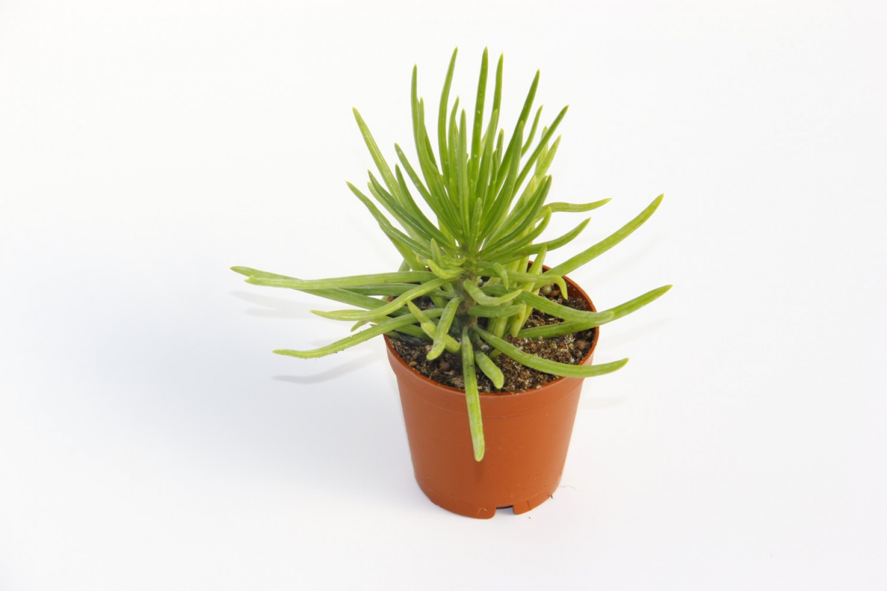 Senecio Barbertonicus Himalaya Sukulent - 5 Adet Senecio Barbertonicus Himalaya Sukulent - 5 Adet