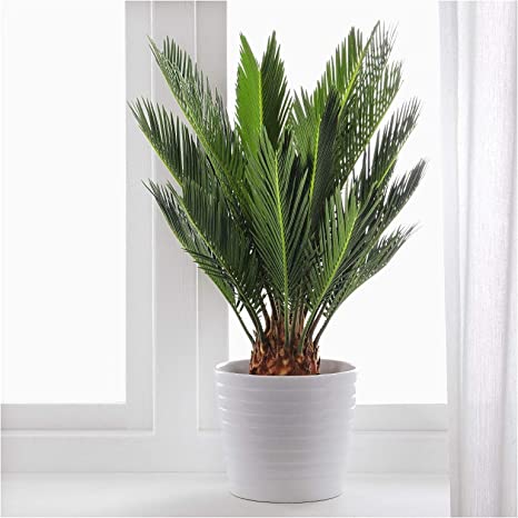 Sikas – Japon Sago Palmiyesi 30-40cm Sikas – Japon Sago Palmiyesi 30-40cm