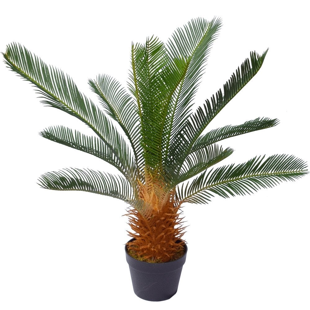 Sikas – Japon Sago Palmiyesi 30-40cm Sikas – Japon Sago Palmiyesi 30-40cm