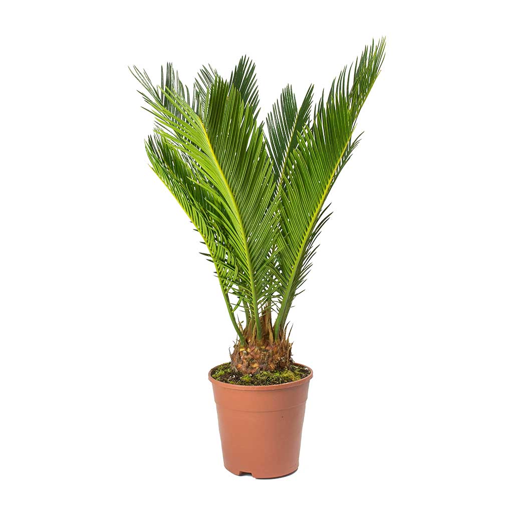 Sikas – Japon Sago Palmiyesi 30-40cm Sikas – Japon Sago Palmiyesi 30-40cm