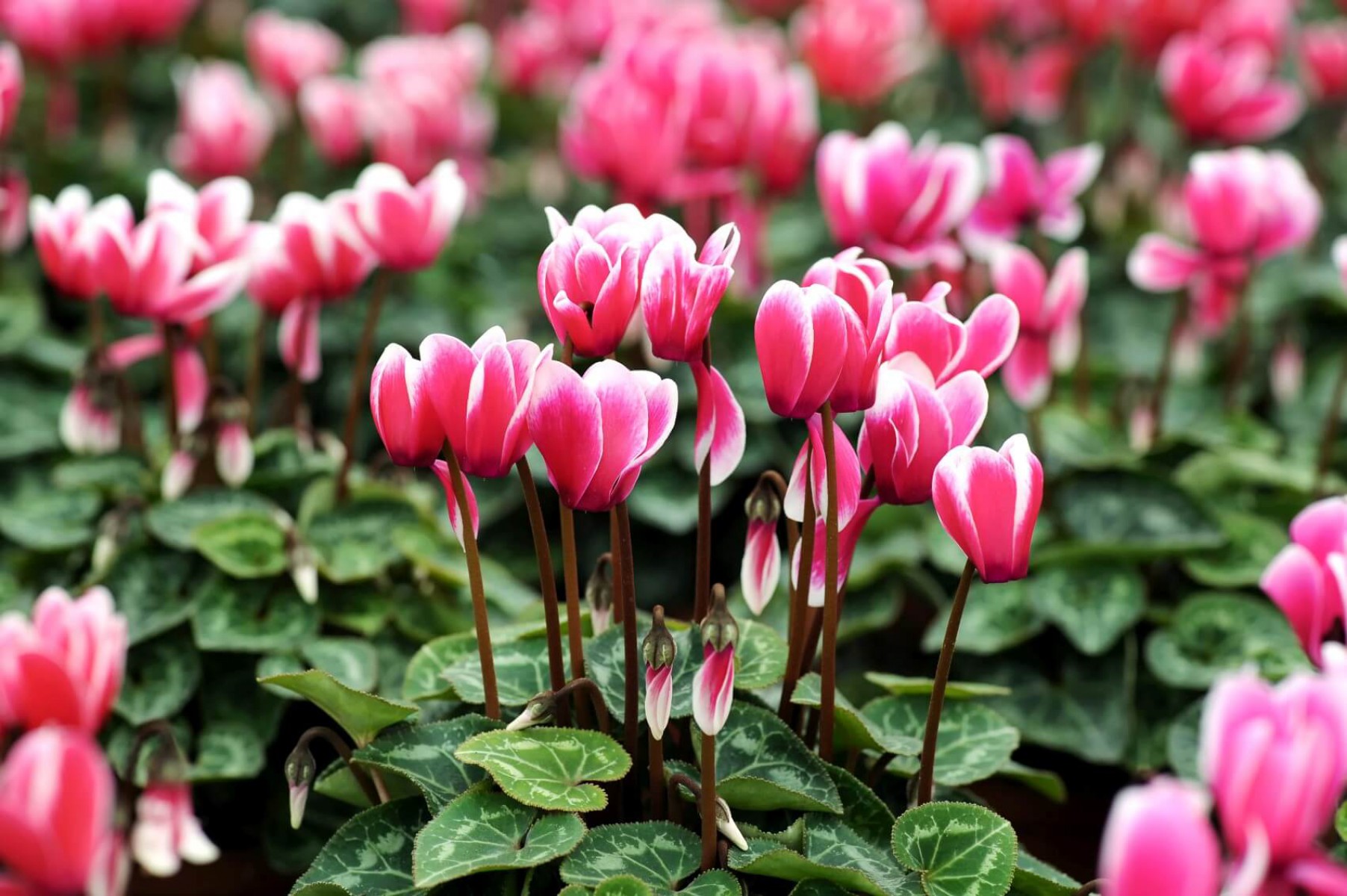 Sıklamen(Cyclamen) 5’li Karışık Renklerde Sıklamen(Cyclamen) 5’li Karışık Renklerde