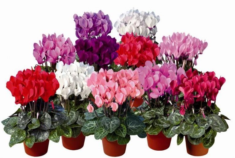 Sıklamen(Cyclamen) 5’li Karışık Renklerde