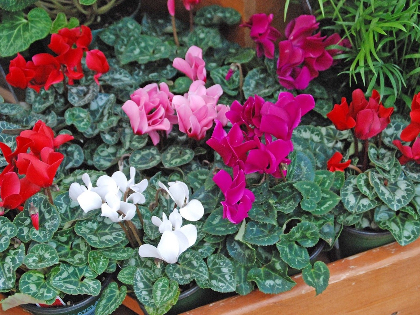 Sıklamen(Cyclamen) 5’li Karışık Renklerde Sıklamen(Cyclamen) 5’li Karışık Renklerde
