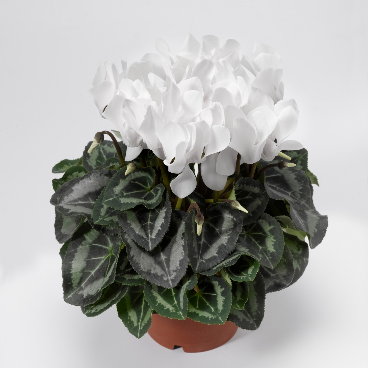 Sıklamen(Cyclamen) 5’li Karışık Renklerde Sıklamen(Cyclamen) 5’li Karışık Renklerde