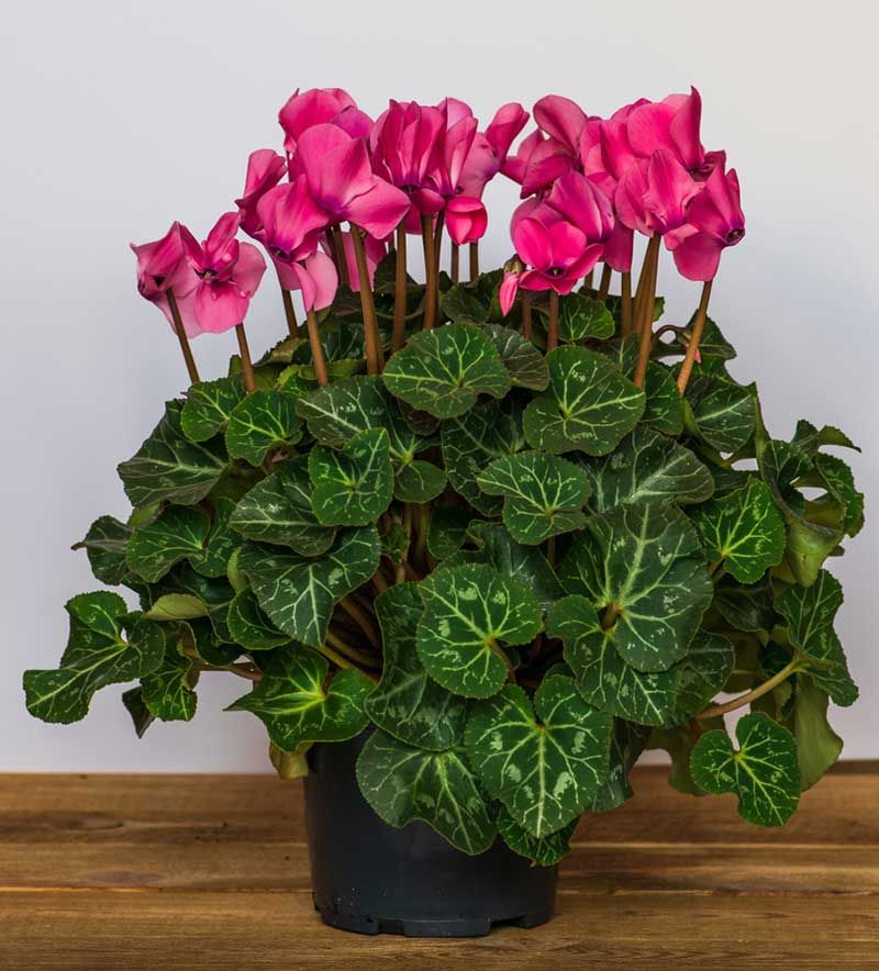 Sıklamen(Cyclamen) 5’li Karışık Renklerde