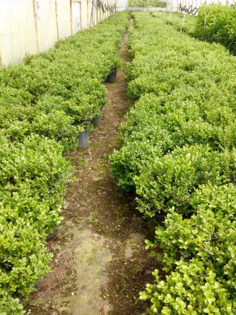 Şimşir Çit Bitkisi Buxus Sempervirens Rotundifolia 3 Adet