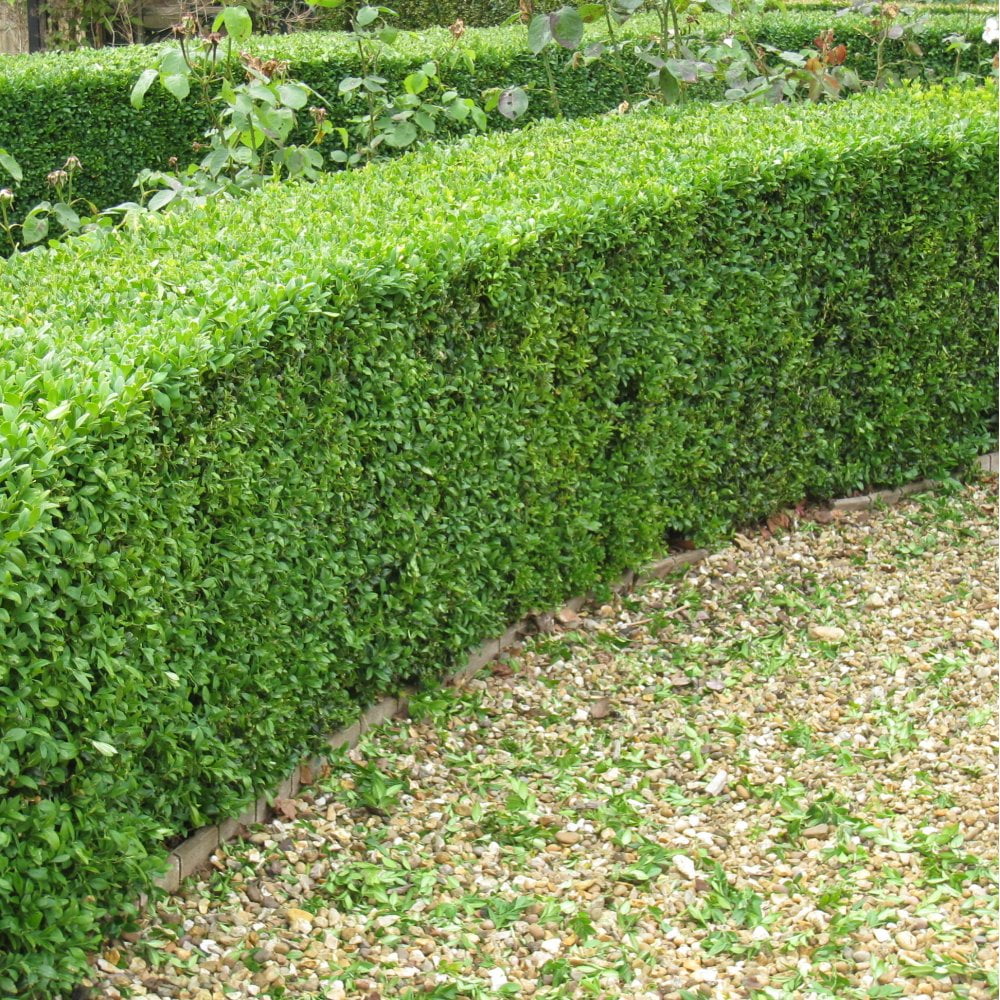 Şimşir Çit Bitkisi Buxus Sempervirens Rotundifolia 5 Adet