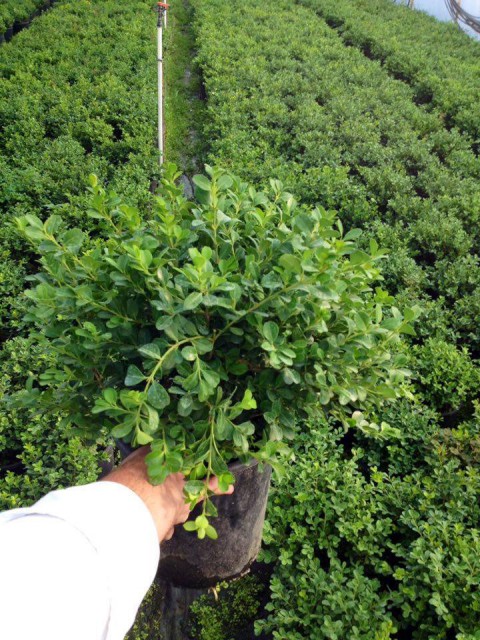 Şimşir Çit Bitkisi Buxus Sempervirens Rotundifolia 5 Adet