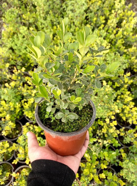 Şimşir Fidanı Buxus Sempervirens Rotundifolia 20 Adet