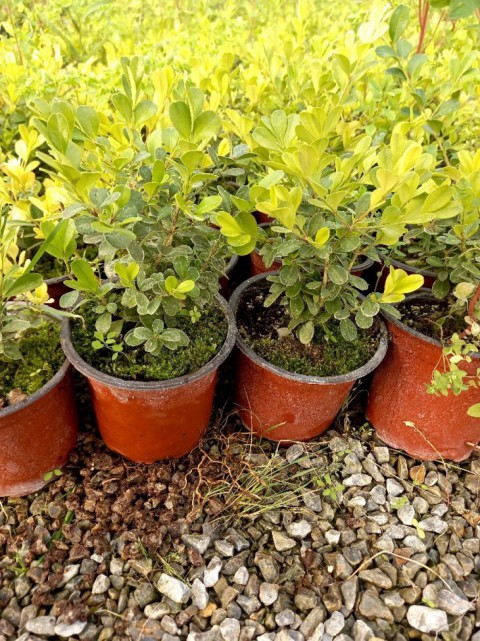 Şimşir Fidanı Buxus Sempervirens Rotundifolia 5 Adet Şimşir Fidanı Buxus Sempervirens Rotundifolia 5 Adet